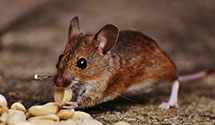 24 Hour & Emergency Exterminators in Pleasant Garden, NC